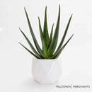 Milltown Merchants Succulent Wall Planters - White Ceramic Mounted Planters - Succulent Pots - Hanging Vases for Living Wall (1 Pack/Geometric/White) by GreenHaven Gardens