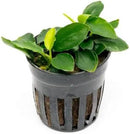 Anubias Live Aquarium Plants - Potted Freshwater Plant for Fish Tanks, Terrariums - Beginner Friendly Low Light (Nana Long Wavy, 1 Pot) by GreenHaven Gardens