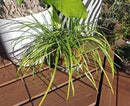 (12) Pink Rain Lily Flower Plants - Zephyranthes Grandiflora Outdoor Flower Bulbs | Beautiful Rain Lily by GreenHaven Gardens
