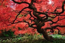Red Dragon Weeping Japanese Maple - 3 Year Live Plant by GreenHaven Gardens