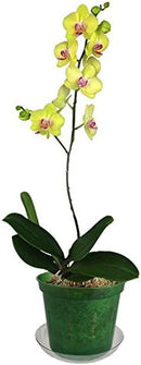 rePotme 3 inch Orchid Pot 3 Pack - Slotted Orchid Pots with Holes for Repotting (Green Emerald) by GreenHaven Gardens