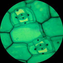 AmScope M60A-BTK Beginner Microscope Kit, Mirror Illumination, WF10x and WF16x Eyepieces, 40x-640x Magnification, Includes Case, 5 Blank Slides, 5 Prepared Slides, and Book by TinyTreasures Baby Boutique
