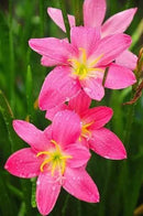 (12) Pink Rain Lily Flower Plants - Zephyranthes Grandiflora Outdoor Flower Bulbs | Beautiful Rain Lily by GreenHaven Gardens