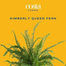 Costa Farms Kimberly Queen Fern, Live Indoor Plant, Houseplant in Grower Pot, 2-3 Feet Tall by GreenHaven Gardens