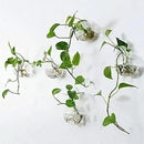 Pack of 6 Glass Planters Wall Hanging Planters Round Glass Plant Pots Hanging Air Plant Pots Flower Vase Air Plant Terrariums Wall Hanging Plant Container by GreenHaven Gardens
