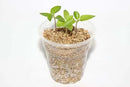 Perlite and Vermiculite Mix for Cactus, Succulent, and Bonsai Trees - 10 Quart - Promote Healthy Growth and Drainage (2 Bags of 5 Quart) by GreenHaven Gardens