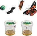 Insect Lore Butterfly Garden with Two Cups of Live Caterpillars, Life Cycle Figurines, English and Spanish Butterfly STEM Activity Journals | 10 Painted Lady Butterfly Baby Caterpillars by TinyTreasures Baby Boutique