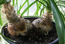 Premium Nolina Plant Potting Mix - Crafted for Robust Growth and Distinctive Form - 1 Quart