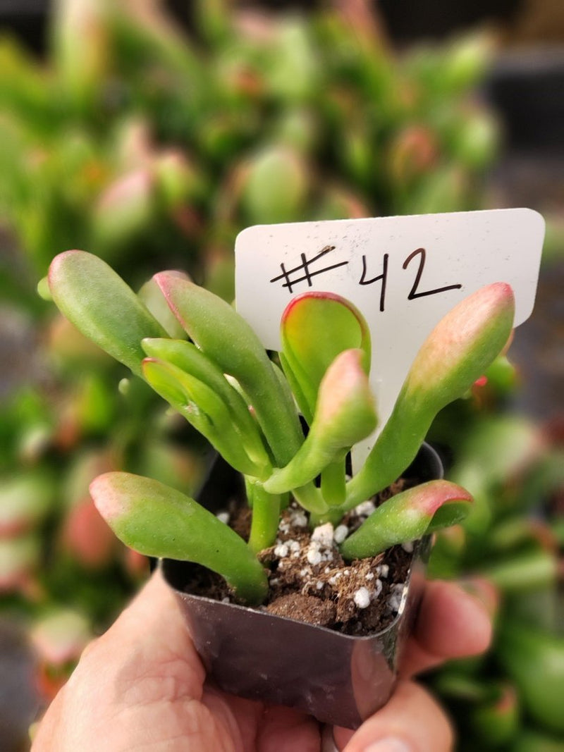 #42 Crassula Ogre Ears