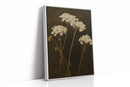Queen Annes Lace in Late Autumn Light