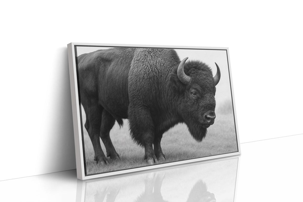 American Bison, photo 14 of 16