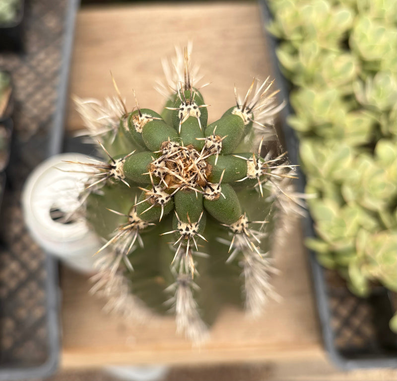 #EC75 EXACT Castellanosia / Browningia Caineana cactus cutting