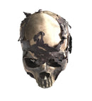 Zombie Decomposing Human Skull - Resin Skull with Gore