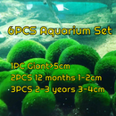 Live Marimo Moss Ball Aquarium 6PCS Set Kokedama Ball for 20 Gallon Aquarium
