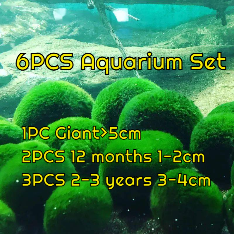 Live Marimo Moss Ball Aquarium 6PCS Set Kokedama Ball for 20 Gallon Aquarium