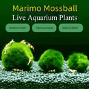 Marimo Moss Balls For Aquarium 2-3 Year 3-4cm Moss Balls: 5/10/20/50PCS Kokedama Japanese Algae Ball Wholesale