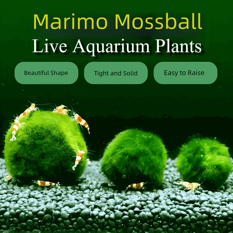 Marimo Moss Balls For Aquarium 2-3 Year 3-4cm Moss Balls: 5/10/20/50PCS Kokedama Japanese Algae Ball Wholesale