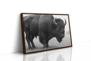 American Bison