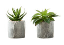 6" Tall Artificial Succulent Plants, Set of 2 by HouseOfZazla