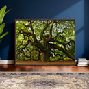 Angel Oak Tree Wall Art Canvas Print | Forest Tree Nature