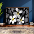 Plumeria Frangipani Black Stone Canvas | White Flower Spa by MyGreatCanvas | Canvas Wall Art Prints | Photo Prints & Wall Decor