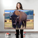 Bison Photography Wall Art Canvas Print – Framed Rustic by MyGreatCanvas | Canvas Wall Art Prints | Photo Prints & Wall Decor