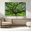 Angel Oak Tree Wall Art Canvas Print – Framed Majestic