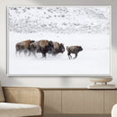 Bison Herd Decor Wall Art Canvas Print – Framed Snowy Bison by MyGreatCanvas | Canvas Wall Art Prints | Photo Prints & Wall Decor