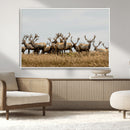 Elk Herd Wall Art Canvas Print – Framed Wildlife Photography