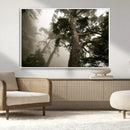 Misty Forest Tall Trees Foggy Atmosphere Nature Serenity by MyGreatCanvas | Canvas Wall Art Prints | Photo Prints & Wall Decor