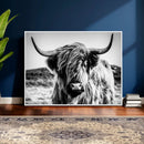 Black and White Scottish Cow Canvas Wall Art Highland Cattle