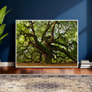 Angel Oak Tree Wall Art Canvas Print | Forest Tree Nature by MyGreatCanvas | Canvas Wall Art Prints | Photo Prints & Wall Decor