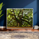 Angel Oak Tree Wall Art Canvas Print | Forest Tree Nature