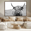 Newfoundland Cow Art Wall Art, Black White Cow Art Wall Art