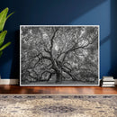 Majestic Angel Oak Tree Black and White Canvas Print – Multi by MyGreatCanvas | Canvas Wall Art Prints | Photo Prints & Wall Decor