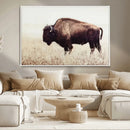 Bison in Field Wall Art Canvas Print For Farmhouse Barn