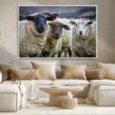 Charming Sheep Portrait Wall Art – Trio of Woolly Companions by MyGreatCanvas | Canvas Wall Art Prints | Photo Prints & Wall Decor