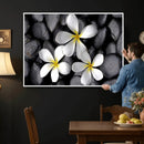 Plumeria Frangipani Black Stone Canvas | White Flower Spa by MyGreatCanvas | Canvas Wall Art Prints | Photo Prints & Wall Decor
