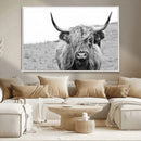 Newfoundland Cow Art Wall Art, Black White Cow Art Wall Art
