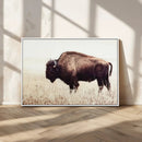 Bison in Field Wall Art Canvas Print For Farmhouse Barn