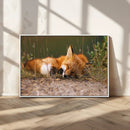 Sleeping Fox Wall Art Canvas Print, Farmhouse Wall Decor and