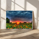 Golden Sunflower Field at Sunset – Breathtaking Sky and