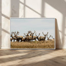 Elk Herd Wall Art Canvas Print – Framed Wildlife Photography