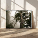 Misty Forest Canvas, Tall Trees Foggy Atmosphere Nature by MyGreatCanvas | Canvas Wall Art Prints | Photo Prints & Wall Decor