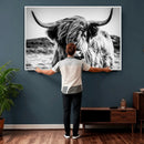 Black and White Scottish Cow Canvas Wall Art Highland Cattle