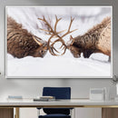 Dramatic Elk Antler Battle Wall Art Canvas Print – elk by MyGreatCanvas | Canvas Wall Art Prints | Photo Prints & Wall Decor
