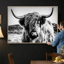 Black and White Scottish Cow Canvas Wall Art Highland Cattle
