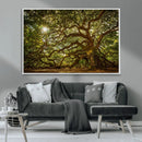 Ancient Angel Oak Tree Art Sunburst Canvas Print-