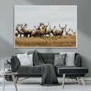 Elk Herd Wall Art Canvas Print – Framed Wildlife Photography
