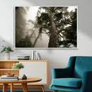 Misty Forest Tall Trees Foggy Atmosphere Nature Serenity by MyGreatCanvas | Canvas Wall Art Prints | Photo Prints & Wall Decor
